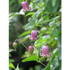 Klemátisz viorna bot.Art