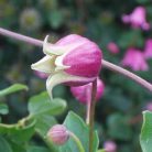 Klemátisz viorna bot.Art