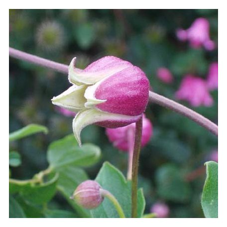 Klemátisz viorna bot.Art