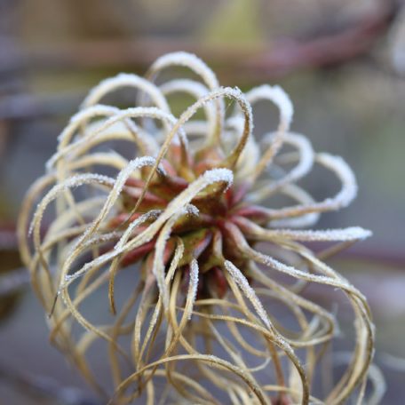 Klemátisz viorna bot.Art