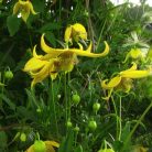 Klemátisz orientalis x serratifolia Helios