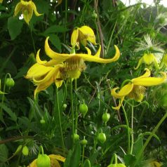 Klemátisz orientalis x serratifolia Helios