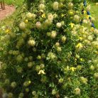 Klemátisz orientalis x serratifolia Helios