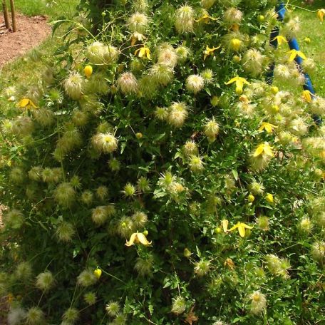 Klemátisz orientalis x serratifolia Helios