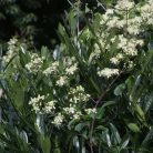 Klemátisz Gouriana bot.Art