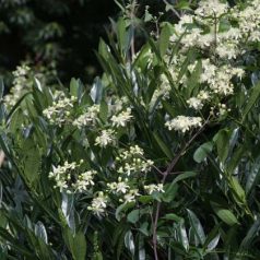 Klemátisz Gouriana bot.Art