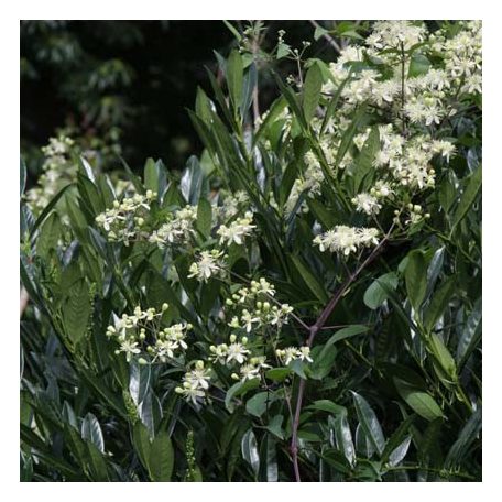 Klemátisz Gouriana bot.Art