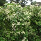 Klemátisz Gouriana bot.Art