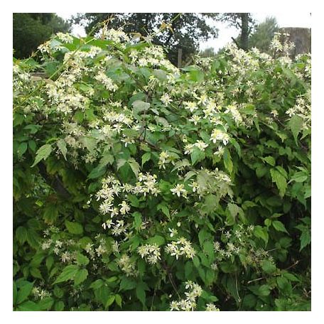 Klemátisz Gouriana bot.Art