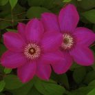 Klemátisz Thomas Stawford KBK06