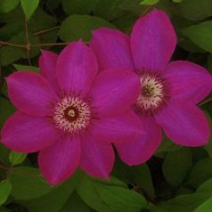 Klemátisz Thomas Stawford KBK06