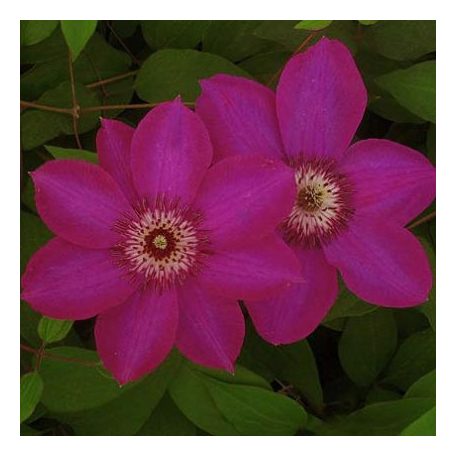 Klemátisz Thomas Stawford KBK06