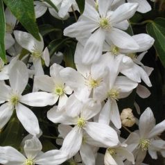 Klemátisz armandii bot. Art