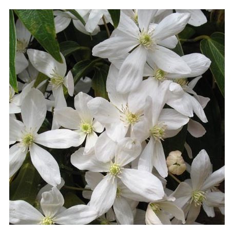 Klemátisz armandii bot. Art