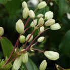 Klemátisz armandii bot. Art