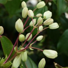 Klemátisz armandii bot. Art