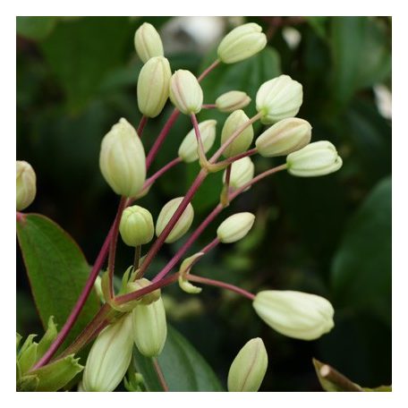 Klemátisz armandii bot. Art