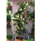 Klemátisz Florida Alba Plena