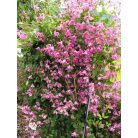 Klemátisz eriost.Heather Herschell