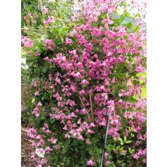 Klemátisz eriost.Heather Herschell