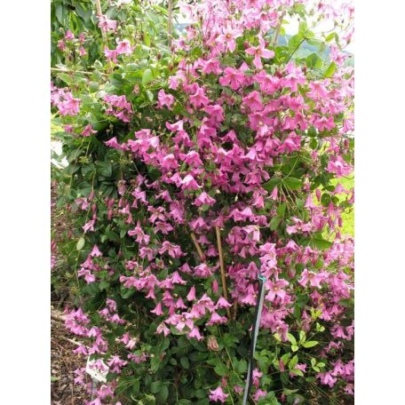 Klemátisz eriost.Heather Herschell