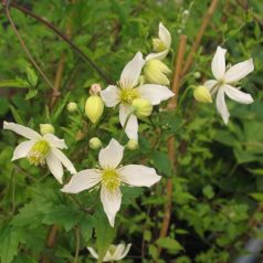 Klemátisz tibet. Anita