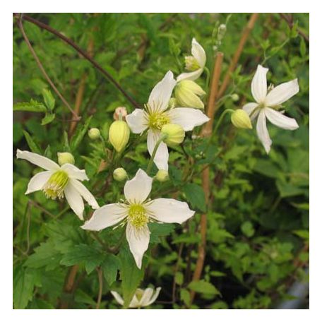 Klemátisz tibet. Anita