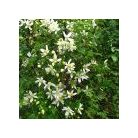 Klemátisz tibet. Anita