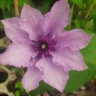 Klemátisz Königskind Rosa ®