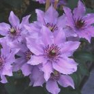 Klemátisz Königskind Rosa ®