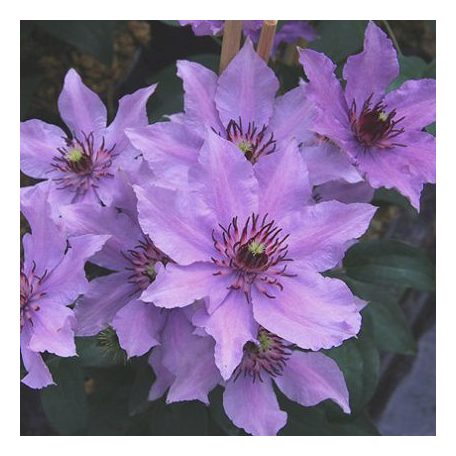 Klemátisz Königskind Rosa ®