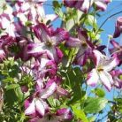 Klemátisz viticella Tango