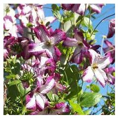 Klemátisz viticella Tango