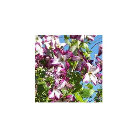 Klemátisz viticella Tango