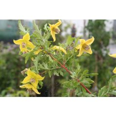 Klemátisz fruticosa Anna