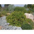 Klemátisz fruticosa Anna