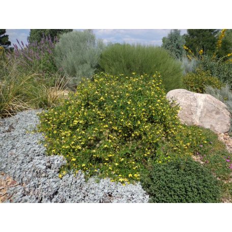 Klemátisz fruticosa Anna