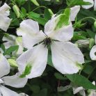 Klemátisz viticella Alba Luxurians 