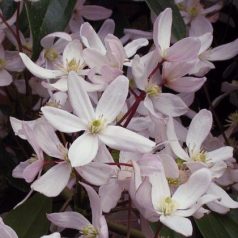 Klemátisz armandii Apple Blossom 2L