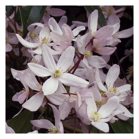 Klemátisz armandii Apple Blossom 2L