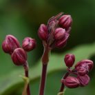 Klemátisz armandii Apple Blossom 2L