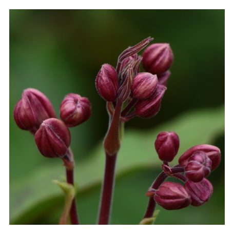 Klemátisz armandii Apple Blossom 2L