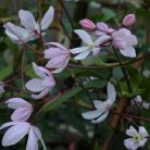 Klemátisz armandii Apple Blossom 2L