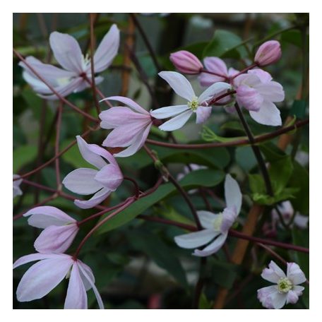 Klemátisz armandii Apple Blossom 2L
