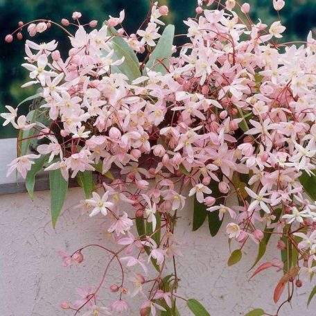 Klemátisz armandii Apple Blossom 2L