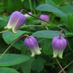 Klemátisz versicolor Anissa