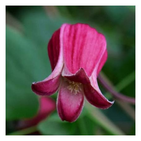 Klemátisz viorna Ribble Red