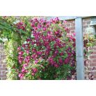 Klemátisz viticella Rubra