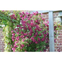 Klemátisz viticella Rubra