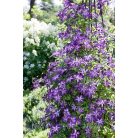 Klemátisz vit.Venosa Violacea 